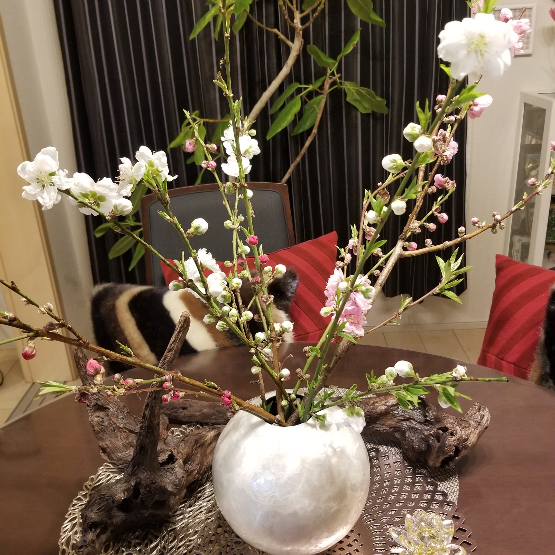 はらだなほこ 梅の花
